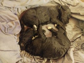 Doodle - Pudel-Mix-Welpen – familiennah & liebevoll aufgezogen