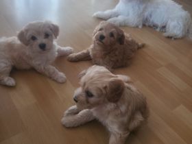 Maltipoo F1 Welpen aus liebevoller Familienaufzucht
