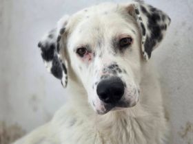 Schüchterner Herzenshund Benny sucht geduldige Menschen