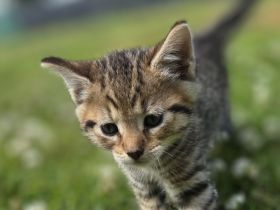 Kitten abzugeben