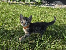 Kitten abzugeben