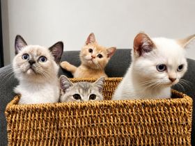 Traumhafte Britisch Kurzhaar Kitten suchen ihr Für-immer Zuhause