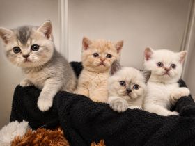 Traumhafte Britisch Kurzhaar Kitten suchen ihr Für-immer Zuhause