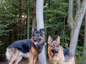 Schäferhund Welpen