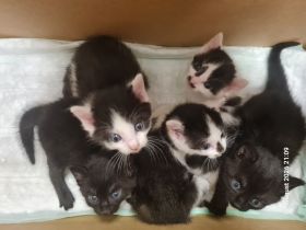 Kitten Katzenbaby