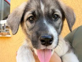Zuhause gesucht für Rosie