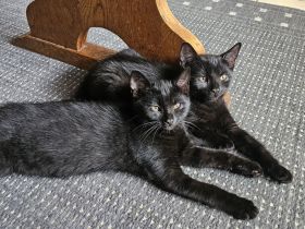 BKH Kitten