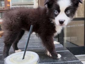 Wunderschöner 13 Wochen alter Border 🦴Collie Rüde sucht ein liebevolles Zuhause 🐾❤️🦴