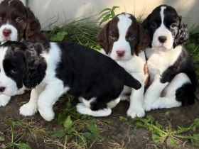 Englische Springer Spaniel Welpen suchen ein liebevolles Zuhause🎉💥