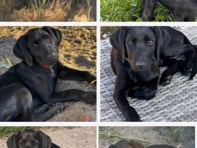 Labrador Ridgeback Mix  Welpen ABGABEBEREIT in Sonderfarbe seal