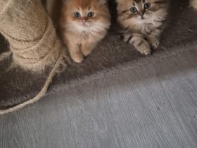ABGABEBEREIT BLH Kitten