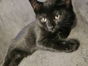 Katzenbaby 14wochen Kater