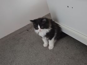 Kitten suchen ein Zuhause BLH Mix