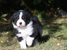 irmis hundezucht