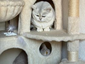 BKH Kitten