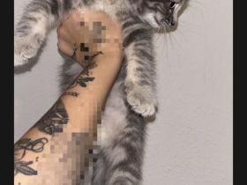 Bkh heilige Birma  kitten