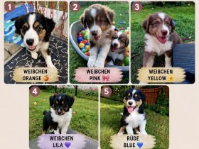 Australian Shepherd Welpen