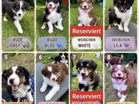 Australian Shepherd Welpen