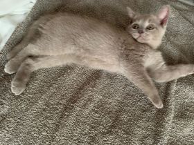 Wunderschönes Kitte, 3 Monate