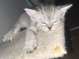 🐾 Liebevolle BKH Kitten suchen ein schönes Zuhause 🐾