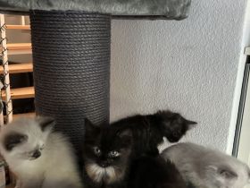 Maine Coon Mix Kitten suchen neues zu Hause