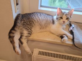 !! Liebe Britisch Kurzhaar Katze sucht neues Zuhause!!