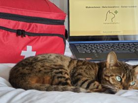 Kannst du deiner Katze im Notfall helfen? | Onlinekurs deutschlandweit