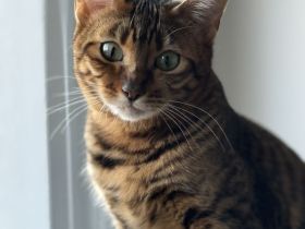 🐾 Liebevolle Toyger-Dame sucht neues Zuhause mit Freigang ❤️