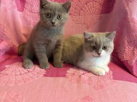 BKH Kitten,  Katze