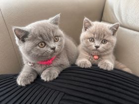 Britisch Kurzhaar Kitten