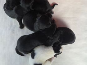 Jack Russell Foxterrier Mix Welpen
