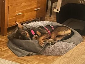 Zuhause gesucht für Happy
