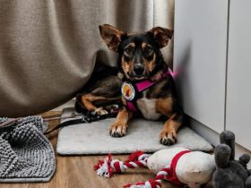 Zuhause gesucht für Happy