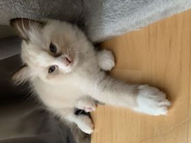 bezaubernde Birma/Ragdoll Kätzchen
