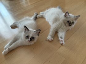 bezaubernde Birma/Ragdoll Kätzchen