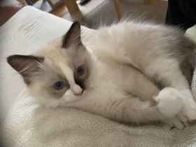 bezaubernde Birma/Ragdoll Kätzchen