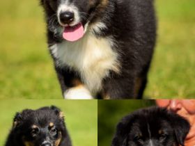 Australian Shepherd (Pfälzer)Welpen 3, zauberhafte Welpen suchen ihre Familien fürs Leben