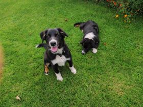 Australian Shepherd (Pfälzer) , zwei zauberhafte Junghunde suchen ihre Familien fürs Leben