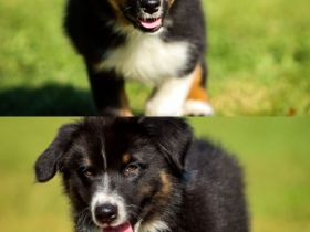 Australian Shepherd (Pfälzer)Welpen , zwei zauberhafte Welpen suchen ihre Familien fürs Leben