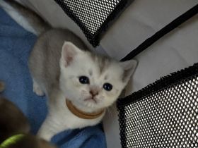 Noch 2 zuckersüße Boys (BKH-Kitten) suchen  ab 24.10. ein liebevolles Zuhause!