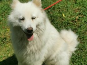Samojedenhündin Talvi