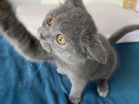 abgabebereit BKH Kitten