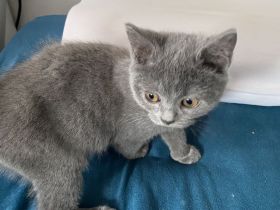 abgabebereit BKH Kitten