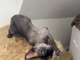 Liebe Sphynx Kätzin in gute Hände