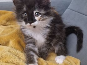 Norwegische Waldkatzen Kitten sucht liebevolles Zuhause für immer