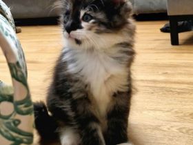 Norwegische Waldkatzen Kitten