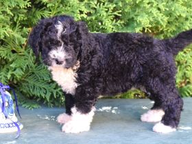 Spanischer Wasserhund - Welpen mit FCI Papieren.