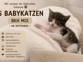 Bkh Mix Kitten