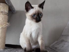 Zuckersüße Siam Kitte