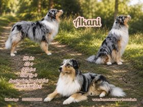 Australian Shepherd Rüde Akani Deckrüde